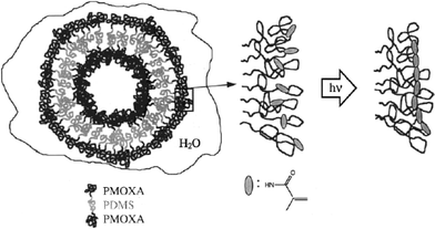 Schematic showing polymerization of PMOXA-b-PDMS-b-PMOXA block copolymer vesicles.40
