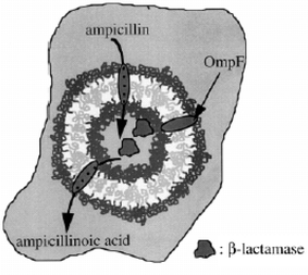 Nanoreactor comprising a cross-linked block copolymer vesicle encapsulating the enzyme β-lactamase which catalyses the hydrolysis of ampicillin.47