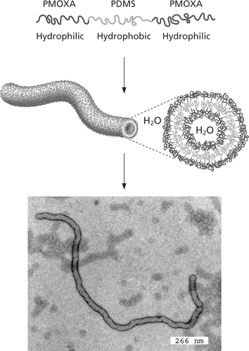 Nanotube formation using an asymmetric PMOXA-b-PDMS-b-PMOXA triblock in aqueous solution.49 The bottom picture is a TEM image of a nanotube, schematically shown above.