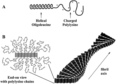 Drawings showing (A) representation of a block copolypeptide chain and (B) proposed packing of block copolypeptide amphiphiles into twisted fibrillar tapes, with helices packed perpendicular to the fibril axes. Polylysine chains were omitted from the fibril drawing for clarity (Reprinted with permission from ref. 9. Copyright 2004 American Chemical Society).