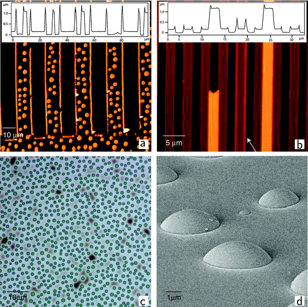 (a), (b): AFM images corresponding to Fig. 2a and d. The insets are height profiles horizontally across the lower part of the images. Both images show the formation of thin, homogeneous polymer layers on the confining walls. These layers may have formed by thermocapillary spreading (see Fig. 1c
					(left)). The optical micrograph in (c) shows the column formation driven by a vertical temperature gradient in an area of the sample that was not laterally confined. The SEM image in (d) shows PS drops with a contact angle of ca. 50° on a SAM covered silicon wafer.