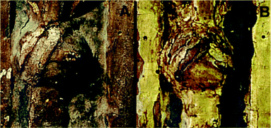 A gilded XIXth century frame overlaid with a surface layer of a degraded natural varnish before (A) and after (B) after application and removal of a 1-pentanol–polyallylamine rheoreversible gel.34