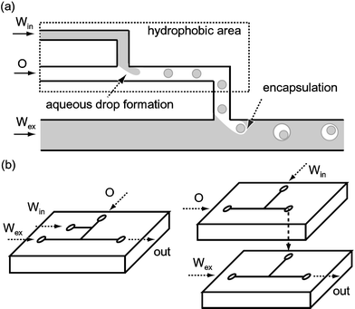 (a) Schematic diagram of the formation of a W/O/W double emulsion; (b) one-chip module (left) and two-chip module (right). Win: internal aqueous phase. O: intermediate organic phase. Wex: external aqueous phase.