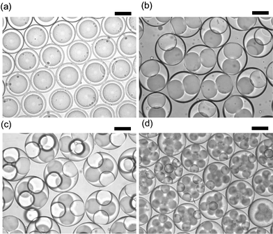 Stable W/O/W emulsions with a controlled number of internal droplets (n). (a)
					n
					= 1. (b)
					n
					= 2. (c)
					n
					= 4, (d)
					n
					= 8. All are stored at room temperature (20 °C). The scale bars are 100 µm. Win: deionized water, O: decane containing lipophilic surfactant, Wex: aqueous solution of hydrophilic surfactant.