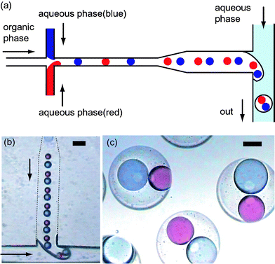 (a) Schematic diagram of the alternating formation of aqueous droplets at the upstream junction and subsequent encapsulation at the downstream junction. (b) Photograph of formation of an oil droplet enclosing blue and red droplets. (c) Photograph of the prepared W/O/W droplets. The diameter of the external drop is 175 µm. The scale bars are (b) 100 µm, (c) 50 µm. Win: deionized water, O: corn oil containing lipophilic surfactant, Wex: aqueous solution of hydrophilic surfactant.