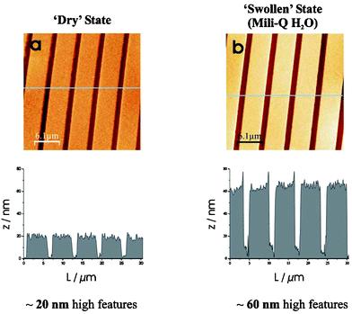 TM-AFM images of the same 4 × 2 µm patterned PMETAC brushes from Au substrates (a) in air, with average brush height features of 20 nm, and (b) in Milli-Q water, described as the swollen state with features of up to 60 nm.