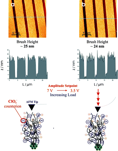 TM-AFM images of rigid PMETAC brushes (again the same samples shown in Fig. 1 and 2) in 3 mM LiClO4. Top left image (a) is a 31 × 31 µm2 scan of 4 × 2 µm patterned PMETAC brushes on Au in 3 mM LiClO4 with an amplitude setpoint of 7 V and ∼25 nm high features. Right image (b) also represents a 31 × 31 µm2 scan of the same PMETAC brush but at a higher load, i.e. an amplitude setpoint of 3.5 V, which seems to have no impact on the topographic features giving rise to similar height brushes of ∼24 nm.