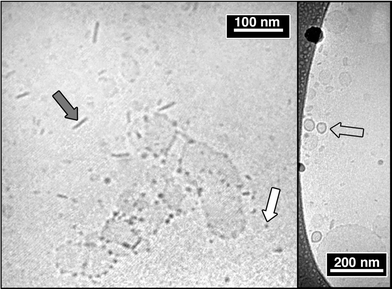 Cryo-TEM micrographs of the BTHA1 sample. Both micellar (white arrow) and disc-like (grey arrow) structures are present. Vesicles are indicated by the transparent arrow.