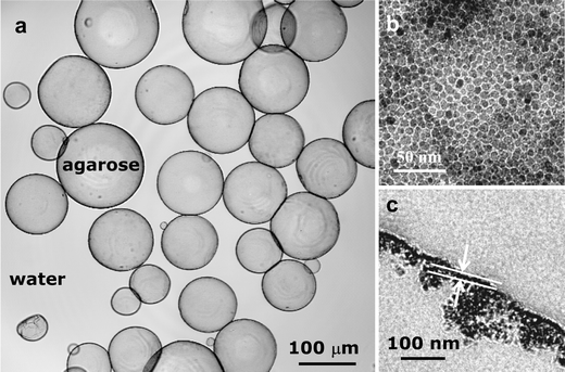 Confocal microscopy image of 8.0 nm Fe3O4 nanoparticlosomes containing agarose hydrogel cores (a) and TEM images of their shells (b) and their ultrathin sections (c).