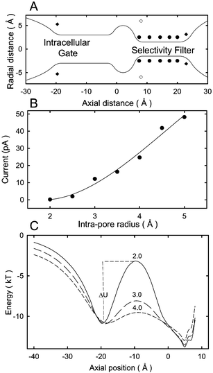 Brownian dynamics simulations of model potassium channels. (A) Solid line shows the outline of a simplified model channel. A three dimensional channel shape is obtained by rotating the curves by 180°. The positions of dipoles on the channel wall are indicated with filled circles (carbonyl and hydroxyl oxygen atoms), filled square (mouth dipoles) and open square (helix dipoles). A set of such channels with varying radii of the intracellular gate is constructed for Brownian dynamics simulations. (B) The outward current is plotted against the radius of the intracellular aspect of the channel entrance. The applied field to obtain the current is 2 × 107 V/m. (C) The energy profiles obtained from the channels with the radii of 2 (solid line), 3 (long-dashed line) and 4 Å (dashed line) are superimposed. The curves show the barrier ΔU encountered by an ion attempting to move towards the selectivity filter. The height of the barrier ΔU an ion needs to surmount to traverse the channel decreases progressively as the radius of the intrapore gate is widened.