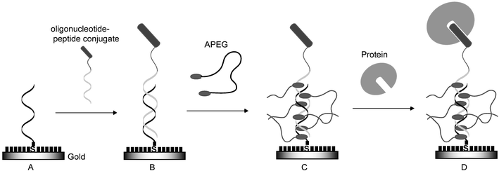 Concept of the construction of peptide chip by using oligonucleotide–peptide conjugate coupled with ssDNA-fixed chip through DNA duplex formation. The position and orientation of peptide on the chip can be controlled by selecting the appropriate DNA oligonucleotide sequence to form the specific DNA duplex. ssDNA is fixed on gold substrate (A) and the conjugate is allowed to hybridize on this substrate (B). After treatment with acridinyl poly(ethylene glycol) (APEG), the acridine moiety of APEG intercalates with the DNA duplex region and the poly(ethylene glycol) moiety gives effective masking to prevent non-specific adsorption (C). This peptide chip permits the specific interaction between peptide and target protein (D). Short black bars on gold indicate mercaptohexanol.