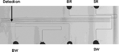 Serpentine PDMS microfluidic chip with tapered turns and a 30 cm separation channel. The separation channel depth and width were 20 µm and 75 µm, respectively, while the tapered turns had a width of 20 µm. SR: Sample reservoir, SW: Sample waste, BR: Buffer reservoir, BW: Buffer waste.
