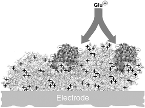 Schematic representation of the immobilisation of glutamate oxidase molecules (GluOx, 140 kDa,19 polyanionic) over a molecule of polyethyleneimine (PEI, 750 kDa, polycationic). The PEI helps reduce the electrostatic barrier between neighbouring enzymes and the anionic substrate (Glu), significantly decreasing the apparent Michaelis constant (KM) for Glu and increasing Glu sensitivity in the analytically important linear response region.