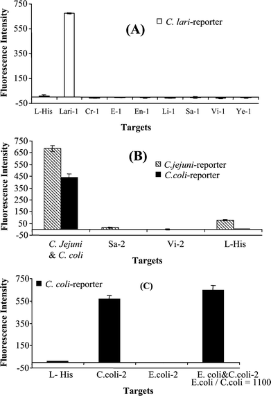 Evaluation of interference of different pathogens with the microarray detection of the target Campylobacter using specific reporters. (A) No interference with the detection of C. lari was detected from Cryptosporidium parvum (Cr-1), E.coli O157∶H7 (E-1), non-pathogenic E.coli (ATCC 25955) (En-1), Listeria monocytogenes (R1694101) (Li-1), Salmonella Typhi (R704101) (Sa-1), Vibrio cholerae O1(Vi-1), and Yersinia enterocolitica (K1332/03) (Ye-1) using the C. lari-reporter. The fluorescence signals were obtained from the PCR 1 products of these microorganisms. The target concentrations were C. lari 8.5 nM, Vibrio cholerae O1 7.7 nM, and the others were 10 nM. (B) No interference was detected from Salmonella and Vibrio using the C. jejuni-reporter and C. coli-reporter. The fluorescence signals were obtained from the PCR 2 products of Salmonella Typhi, Vibrio cholerae O1, C. jejuni, and C. coli. (Target concentrations: C. jejuni: 29.7 nM; C. coli: 40.9 nM; Salmonella Typhi and Vibrio cholerae O1: 6.2 nM each). (C) Microarray detection of C. coli, E. coli O157∶H7, and the mixture when E. coli O157∶H7 was present 1100 times higher than the target C. coli, showing no interference from E. coli O157∶H7 with the detection of the target. Triplicate spots were used for each sample.