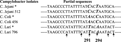 Alignment of partial sequence of the hsp60 gene identifying the SNPs unique to the species of Campylobacter. Note: Species specific SNPs are shown in bold and italic. * The sequences from GenBank. ↑ Differences in sequences between Campylobacter species were found.