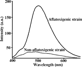 Room-temperature phosphorescence emission spectra of immobilized chloroform extracts from an A. parasiticus CECT 2681 aflatoxigenic culture compared to the chloroform extract from an A. flavus CECT 2685, a non-aflatoxigenic culture. Both extracts were immobilized onto silica-gel beads.