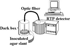 Schematic diagram of the experimental system for in vivo RTP acquisition.