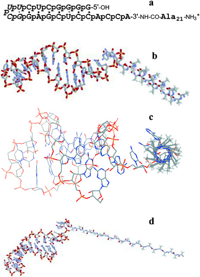 The peptidyl-RNA molecule analysed here: (a) nucleotide and amino acid sequence: 7 base pair stem closed by UUCG loop (italic). The RNA part mimics the aminoacyl acceptor stem of E. coli transfer RNA specific for alanine and contains 21 negative charges (‘p’ for phosphodiester), the peptide N-terminus bears one positive charge in neutral water. The connection between RNA and peptide is stabilised through an amide bond (3′-NH–CO) instead of the natural, somewhat labile ester bond in peptidylated transfer RNA molecules; (b,c) two views of the shape of the conjugate bearing a right-handed α-helical peptide conformation; (d) shape of the conjugate where Ala21 adopts an elongated β-strand conformation, as in an antiparallel β-sheet.The Ala21
						α-helix was calculated with PyMOL® from http://pymol.sourceforge.net. The RNA hairpin was taken from an NMR study on this compound,9i.e., model 4 in 1IKD (Brookhaven database). Both fragments were joined to one another, the new amide bond was set to the usual length (1.47 Å) and the amide torsional angle to trans (180°), resulting in a tilt between the helical axis of the A-RNA and the peptide backbone axis of about 37° in the α-helical and 52° in the β-stranded conjugate. However, the spacial arrangement between RNA and peptide is by no means the only one, since the single-stranded part of the RNA (ACCA-3′, here fully stacked) is quite flexible and the chosen Cα–CO torsional angle ψ in the C-terminal, RNA-bound alanine moiety is only one of many possible angles (here ψC-terminal = 165° in the α-helical and 132° in the β-stranded conjugate). Therefore all kinds of RNA–peptide connection angles are imaginable in the unaggregated molecule, including perpendicular or coaxial arrangements. Note that the negative end of the macro dipole of the Ala21
						α-helix points, owing to the unidirectional arrangement of the intrahelical CO⋯HN hydrogen bonds, towards the RNA hairpin, and thus, reinforces the amphiphilicity of the all-helical conjugate molecule. Color code: N blue, O red, P yellow, C grey, methyl H off-white (all non-methyl H atoms are not shown).