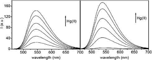 Emission spectra of RS1 (left, λex. = 451 nm, λmax.em. = 545 nm) and RS2 (right, λex. = 443 nm, λmax.em. = 537 nm) in phosphate (0.1 M) solution (pH = 7.5, 23 °C) in the presence of different concentrations of Hg(ii). The up-arrow indicates the increase of [Hg(ii)] from 0 to 10 μM. The sensor concentration is 10 μM.