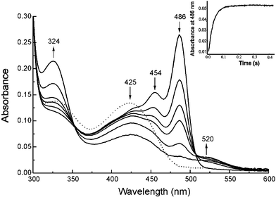 Time-course of the reaction of AONS (20 µM) with l-alanine methyl ester (10 mM) and pimeloyl-CoA (100 µM) in potassium phosphate buffer (20 mM, pH 7.5) at 25 °C. The dotted line shows the spectrum of the holoprotein before addition of substrates. Absorption spectra were recorded on a HP8453 single beam diode-array spectrophotometer as a function of time (0, 5, 10, 15, 30, 60 min). The arrows at each wavelength indicate an increase or decrease in absorbance over the course of the reaction. The insert (upper right) shows a stopped-flow absorbance time-course of the reaction of 50 µM AONS rapidly mixed with 10 mM l-alanine methyl ester and 100 µM pimeloyl-CoA under the same conditions using a Bio-Logic SFM-3 stopped-flow instrument equipped with a MOS-450 spectrometer. The change in absorption at 486 nm was followed for 400 ms.