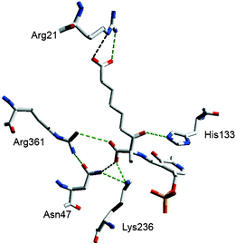 Modelling of the β-ketoacid PLP aldimine intermediate in the AONS active site showing the H-bonding network. His207 which H-bonds to Asn47 and Lys236 and the imine N of PLP is omitted for clarity It is noteworthy that mutations to Lys236, His133 and Asn47 destroy catalytic activity but that an Arg361 mutation (R361C) is marginally active (kcat = 0.002 s−1). Produced using Swiss PdB viewer.