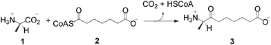 The 8-amino-7-oxononanoate synthase reaction.