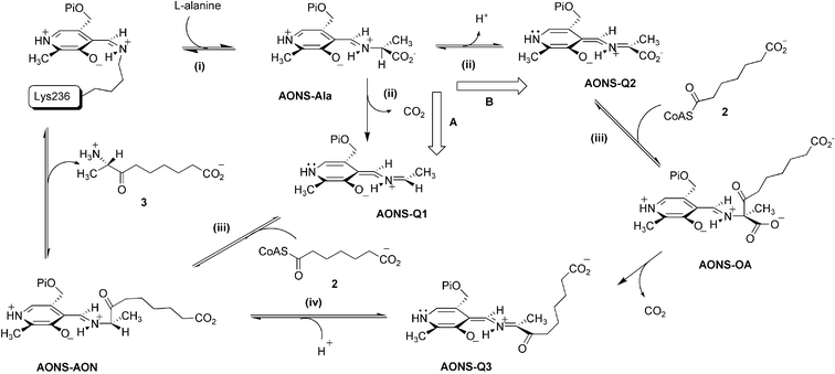 Two possible mechanisms for the AONS reaction.