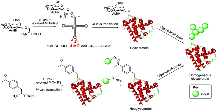 Homogeneous neoglycoproteins and glycoproteins can be produced by in vivo suppressor tRNA technology. An orthogonal tRNA synthetase and tRNA pair can be evolved to accept and to supply the unnatural amino acids N-acetylglucosamine-β-serine (a) and p-acetylphenylalanine (b) in response to the stop codon TAG during protein biosynthesis in vivo. The ketone handle can be derivatized with aminooxy saccharides, glycosyltransferases are then used to form extended glycans. Abbreviation: MjTyrRS, Methanococcus jannaschii tyrosine-tRNA synthetase.