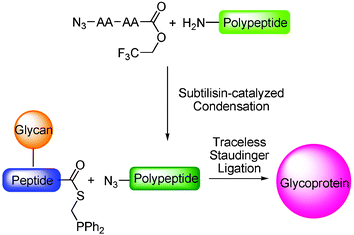 Two-step synthesis of a glycoprotein using subtilisin-catalyzed azidonation and traceless Staudinger ligation.