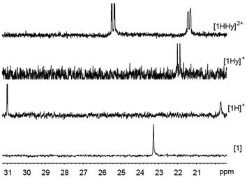 
          31P NMR spectra of 1, [1H]+, [1Hy]+ and [1HHy]2+ in CD3CN at 25 oC. Prepared from 1 (6 mM) under conditions similar to those used in the IR experiments.