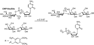 α-2,3-ST catalyzed sialylation of acceptor.