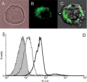 Bright field (A), epifluorescence (B) and confocal (C) images of Jurkat cells incubated for 1 h at 37 °C with 5 µg ml−1 of MWNT 7. (D) Dose-response of the internalisation after incubation of Jurkat cells for 24 h at 37 °C with increasing amount of MWNT 7 [0.05 (thick grey line), 0.5 (thin black line) and 5 (thick black line) µg ml−1]. FL1-H corresponds to FITC intensity.