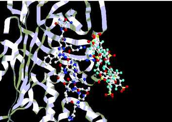 Modelling of the interaction between HCII binding site and para-sulfonato-calix[8]arene SC8 (Alchemy).