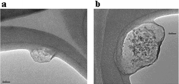 TEM images of (a) ZME-018 antibody and (b) C60–Ser–(ZME-018) immunoconjugate. The magnification is the same for both frames; scale bar length is 20 nm. The solid curved feature in the image is the lacey carbon grid material.