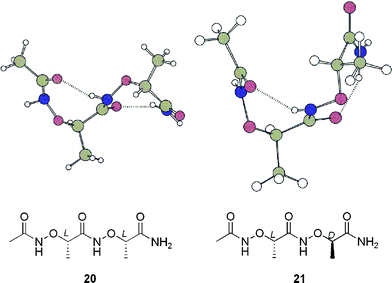 Calculated most-stable conformations of 20 and 21.