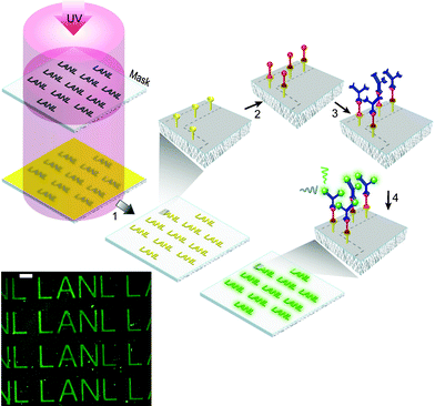 Schematic illustration of SAM photolithographic patterning via masked exposure to light from a mercury lamp (step 1) and subsequent antibody coupling to fabricate immunosurfaces (steps 2–4). Lower left: Representative epifluorescence microscopy image showing spatially selective BODIPY binding in neat [bmim][Tf2N]. Scale bar represents 25 µm. See ESI for full details.