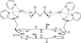 One of the possible binding modes for the 1·Zn2·PPi complex.