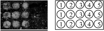 Protein microarray of various metalloenzymes screened by the Leu probe. Five different proteins were spotted in triplicate: 1. carbonic anhydrase (300 µg/ml); 2. collagenase (300 µg/ml); 3. thermolysin (300 µg/ml); 4. anthrax LF (6 µg/ml); 5. β-chymotrypsin (300 µg/ml).