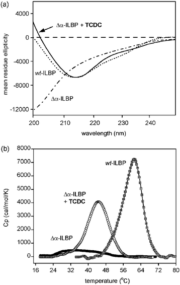 (a) Far UV CD data collected at 298 K for wt-ILBP, Δα-ILBP and the complex of Δα-ILBP with taurochenodeoxycholic acid (TCDC). (b) DSC data showing thermal unfolding curves for wt-ILBP (Tm = 60.5 ± 0.1 °C, ΔH = 367.1 ± 2.5 kJ mol−1) and Δα-ILBP in the absence and presence of TCDC (for the latter Tm = 44.5 ± 0.3 °C with an enthalpy change of 215.6 ± 1.2 kJ mol−1). Protein concentrations of 30 µM were used in phosphate buffer at pH 7.2 and a ligand concentration of 500 µM for studies of the Δα-ILBP complex. A scan rate of 90 °C h−1 was used.All bile acid salts were purchased from Sigma. NMR data were collected at 600 MHz on a Bruker Avance600 spectrometer equipped with a triple resonance probe with z-field gradients. CD spectra were collected on an Applied Photophysics pi-star system with temperature regulation using a Neslab RTE-300 circulating water bath. A 1 mm pathlength cell was used with 5 µM solutions of protein in 20 mM phosphate buffered solution (PBS) at pH 7.2 in the presence of up to 1 mM of bile acid ligand. Spectra were collected over the wavelength range 200–260 nm in 4 nm steps. For ITC experiments 1.43 ml of 30–170 µM protein solutions in the same phosphate buffer were injected with 50–70 successive 4–6 µl volumes of concentrated ligand solutions of 1.3–6.3 mM at 240 s intervals. DSC data were collected on 30 µM protein solutions in PBS at pH 7.2 at ligand concentrations between 100–500 µM. Up-scan rates were 90 °C h−1 and down scans 60 °C h−1. All ITC (one site model) and DSC data were fitted using Origin 7.0 software (MicroCal Inc.).