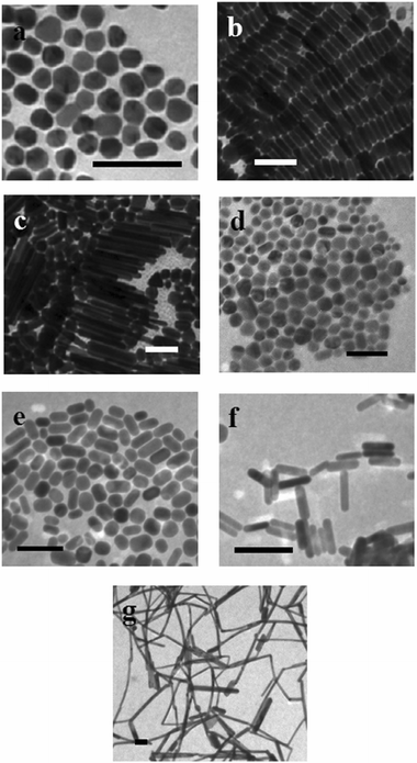 Transmission electron microscopy images of silver (a–c) and gold (d–g) nanorods with aspect ratios (a) 1, (b) 3.5, (c) 10, (d) 1, (e) 1.7, (f) 4.5, and (g) 16. The scale bars represent 100 nm for each image.