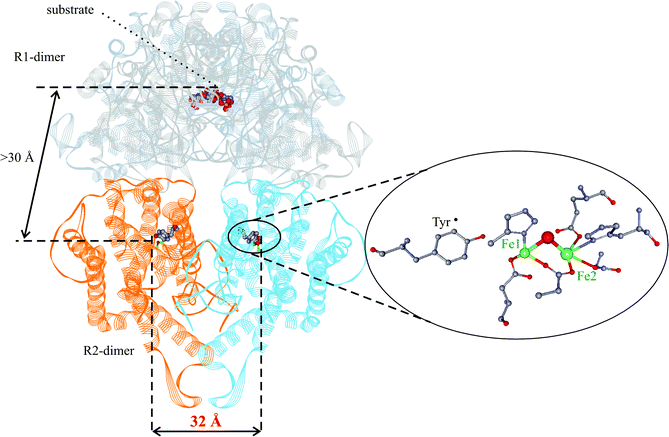 Structure of E. coli RNR modeled from the two separately solved structures of R1 and R2 dimers.4 The tyrosyl radical and the diiron(iii) center are shown on an enlarged scale (right).