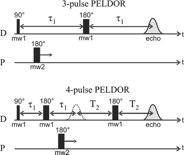 The three- and four-pulse PELDOR sequences used in this work. The detection (D) and pumping (P) pulse lengths employed for the PELDOR experiments are as follows. X-band three-pulse: (D) 16 ns–32 ns, (P) 32 ns. X-band four-pulse: (D) 16 ns–32 ns–32 ns, (P) 32 ns. Q-band three-pulse: (D) 148 ns–300 ns, (P) 60 ns.