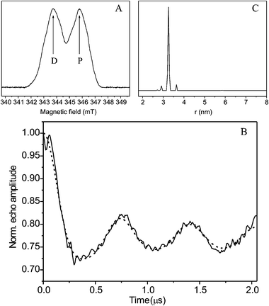 (A) Echo detected X-band (9.686 GHz) EPR spectrum of mouse-R2-d; the arrows indicate the frequencies of the detection (D) and pumping (P) pulses; (B) Four-pulse X-band PELDOR of mouse-R2-d: experimental (solid line) and simulated (dashed line) spectrum computed with the DeerAnalysis 2004 program.17 (C) Analysis of distance distribution of the two Y˙ radicals in the dimer obtained with the DeerAnalysis 2004 program.17 For further experimental conditions see both Fig. 3 and Fig. 5.