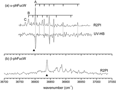 (a) R2PI and UV-HB spectra of hydrated, α-PhFuc. The spectrum of A was probed on its origin band at 36 801 cm−1; its vibronic structure is identical to that of the (down-shifted) second band system, B and both are assigned to mono-hydrated complexes. Band C is assigned to a larger water complex of α-PhFuc. (b) R2PI spectrum of hydrated β-PhFuc. The wedges indicate the position of the spectral band origins of the un-hydrated anomers.
