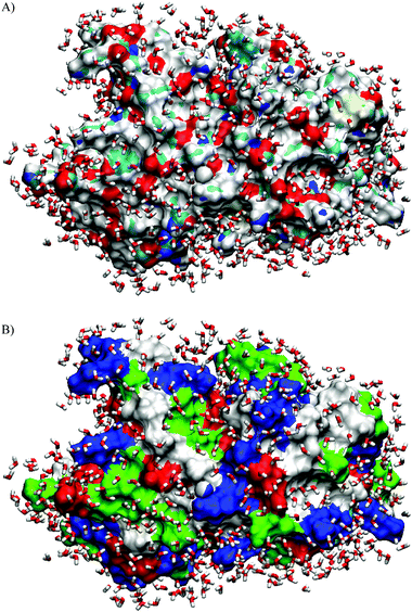 Arrangement of water molecules in the hydration shell from an MD simulation study on SNase (T = 300 K, cut-off distance from the protein surface: d = 4.5 Å). (A) The different types of atoms at the molecular surface are shown in different colours: N blue, O red, C cyan, S yellow and H white. (B) The various types of residues at the molecular surface of SNase are shown: nonpolar: white, acidic: red, basic: blue and polar: green). The hydration water molecules near the hydrophilic atoms are more tightly packed and exhibit a complex hydrogen bonding pattern, whereas the water molecules near the hydrophobic atoms are more loosely packed and form a hydrogen bonded network with chain-like arrangements of water molecules.36