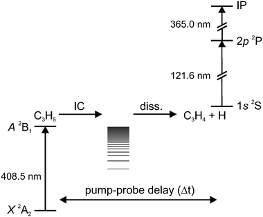 Schematic energy level diagram for the pump–probe experiments. After electronic excitation, the allyl radicals decay non-radiatively to form hot ground state radicals that dissociate into C3H4 and hydrogen. The hydrogen atoms are ionized by 1 + 1′ REMPI.