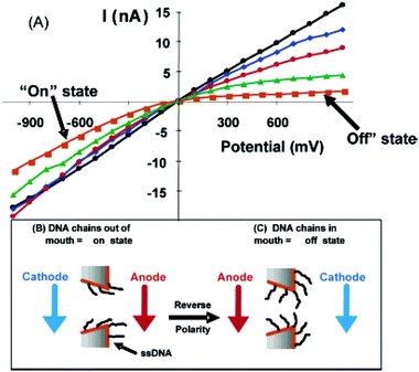 (A) I–V curves for nanotubes with a mouth diameter of 40 nm containing no DNA (linear, circles) and attached 12-mer (diamonds), 15-mer (circles), 30-mer (triangles), and 45-mer (squares) DNAs. (B and C) Schematics showing electrode polarity and DNA chain positions for on (B) and off (C) states. The membrane material was polycarbonate with a single conical nanopore into which was deposited a conical Au nanotube.