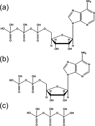Chemical structures of the fully protonated forms of (a) ATP, (b) ADP and (c) H5P3O10. Reprinted with permission from J. Phys. Chem. A, Vol. 109, R. M. Burke, J. K. Pearce, W. E. Boxford, A. Bruckmann and C. E. H. Dessent, Stabilization of excess charge in isolated adenosine 5’-triphosphate and adenosine 5’-diphosphate multiply and singly charged anions, Pages No. 9775–9785, Copyright 2005, American Chemical Society.