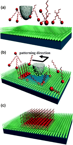 Scheme of chemomechanical patterning. (a) A SAM is assembled on the surface. (b) The AFM tip exerts a force on the SAM and removes the monolayer in a certain region (nanoshaving). (c) A different monolayer can be self-assembled in the swept region (nanografting).