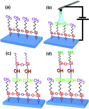 Scheme of the hierarchical self-assembled approach developed by Sagiv et al. (ref. 35). (a) SAM on Si substrate. (b) Patterned SAM by local oxidation of methyl terminated groups. (c) and (d) Different steps in the formation of a second monolayer in the patterned region. The transformation of the vinyl-terminated overlayer in amino-terminated requires the reaction of NTS groups with formamide and its further reduction with BH3.THF.